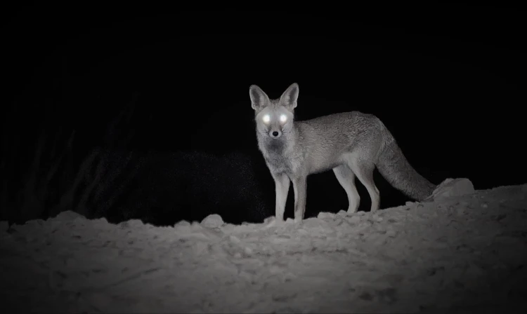 OUKITEL_WP_22_ZDJECIA_NOCNE.jpg