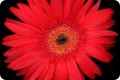 OBIEKTYW-CANON-RF-35mm-F1-8-MACRO-IS-STM-STABILIZACJA-OBRAZU-Ogniskowa-35-mm.jpg