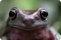 OBIEKTYW-CANON-EF-100MM-F2-8L-MACRO-IS-USM-HYBRYDOWY-STABILIZATOR-FILTR-Typ-ogniskowania-staloogniskowe.jpg