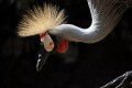 rf800mm-f11-is-stm_john_dickins_sample_031_d88a4cc0b76640ef97f136ad10c4d6d3.jpg